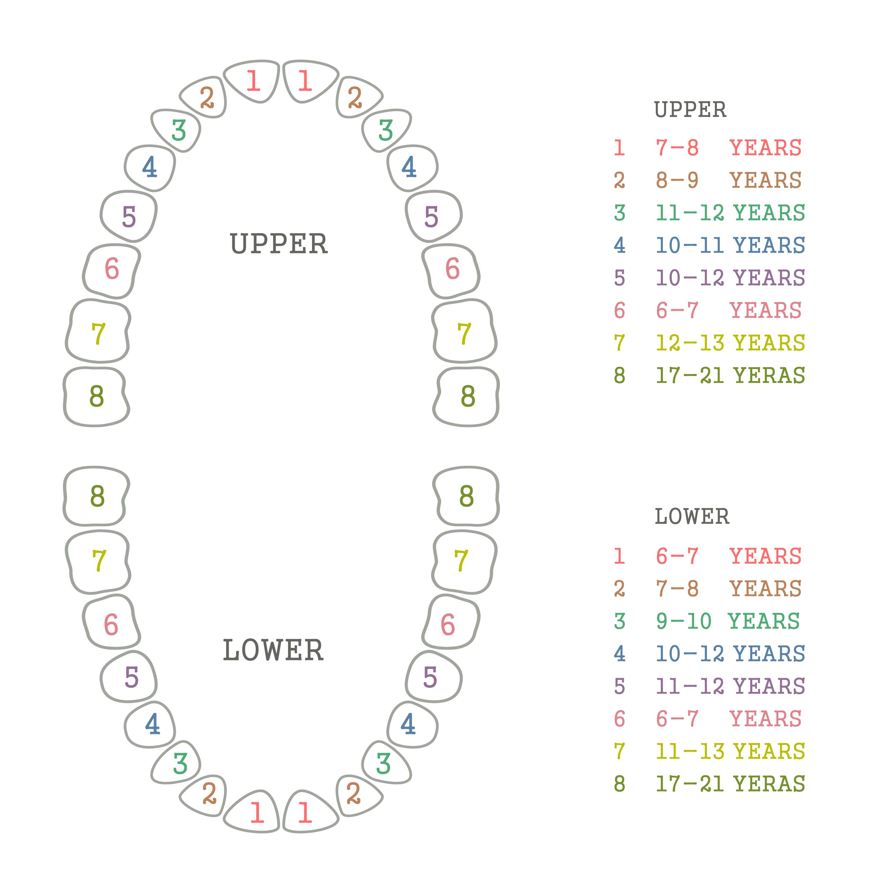 vector dental illustration, tooth chart, human teeth